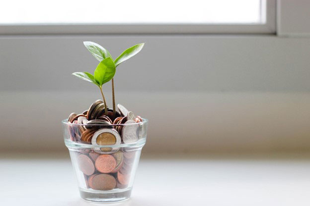 small plant growing in money